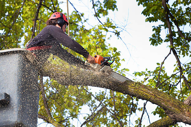 Best Tree Cabling and Bracing  in USA